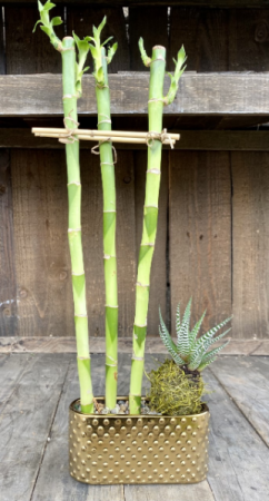 Lucky Bamboo Planter
