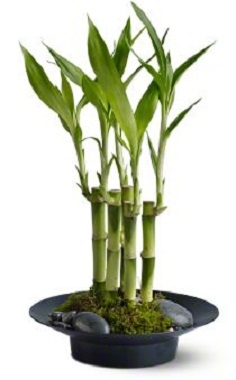 Lucky Bamboo Plants Plant