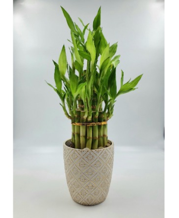 Lucky Bamboo Three tiered Tower Best Seller  in Sunrise, FL | FLORIST24HRS.COM