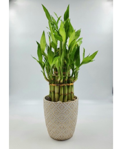 Lucky Bamboo Three tiered Tower Best Seller 