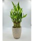 Lucky Bamboo Three tiered Tower Best Seller 