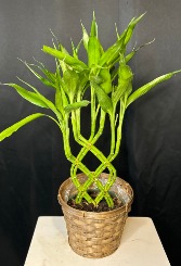 Lucky Bamboo Trellis 