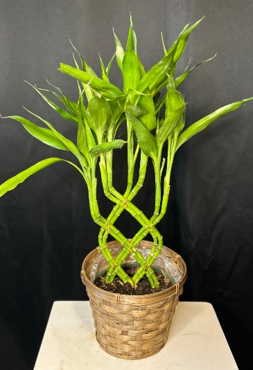 Lucky Bamboo Trellis  in Waupaca, WI | Barnwood Farms - Flower & Keepsake Co.