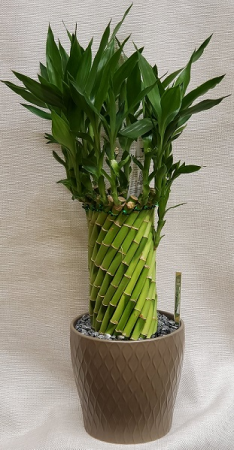 Lucky Bamboo Twisting Tree Plant