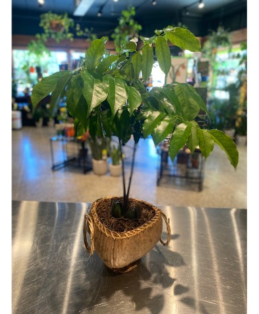 Lucky Bean Plant  Coconut Pot in South Milwaukee, WI | PARKWAY FLORAL INC.