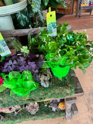 Lucky Clover Shamrock  Plant / Oxalis