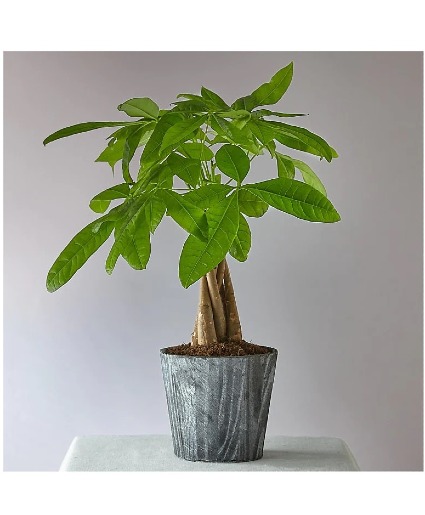 Lucky Day Money Tree