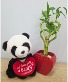 Lucky in Love Plant Bundle