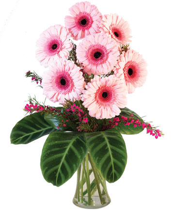 Lucky Seven Gerberas Floral Design in Church Hill, TN | CHURCH HILL FLORIST & GIFTS
