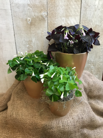Lucky Shamrocks in Pot of Gold - Oxalis Plants