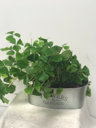 Lucky Shamrocks St. Patrick’s Day