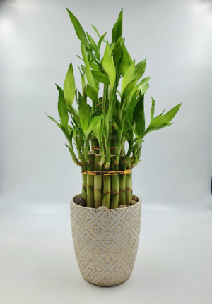 LuckyBamboo Tower 3-Tiered Best Seller in Sunrise, FL | FLORIST24HRS.COM LuckyBamboo Tower 3-Tiered Best Seller in Sunrise, FL | FLORIST24HRS.COM