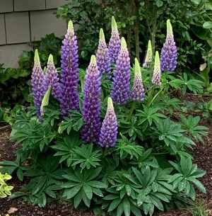Lupine Colors may vary
