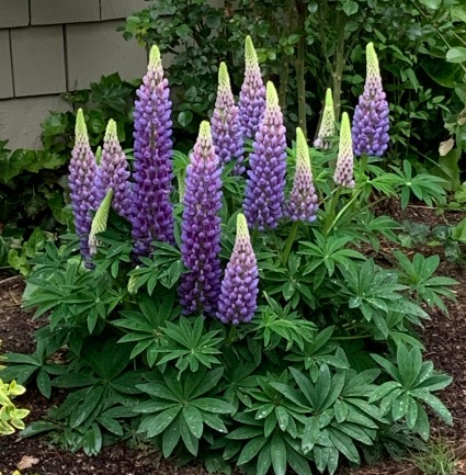 Lupine Colors may vary