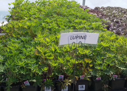Lupine Perennial - Full sun