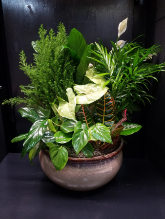 Luscious Ceramic Dish Garden Plants