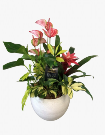 Lush anthurium planter -Sold Out Dish garden