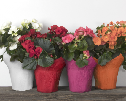 Lush Begonia Plant