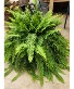 Lush Boston Fern Hanging Basket