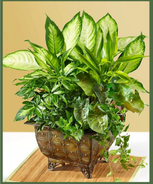 Lush Dish Garden A Customer Favorite! in Arlington, TX | Erinn's Creations Florist Lush Dish Garden A Customer Favorite! in Arlington, TX | Erinn's Creations Florist