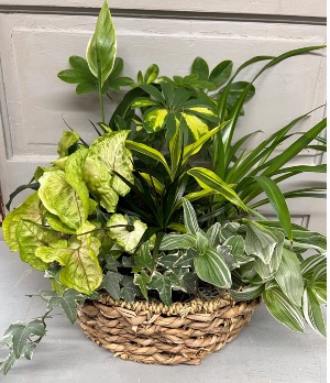 Lush Dish Garden  