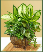 Lush Dish Garden A Customer Favorite!