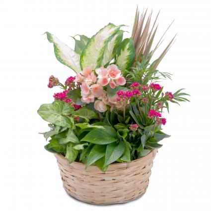 Lush Dish Garden Arrangement