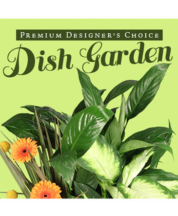 Lush Dish Garden Premium Designer's Choice in Russellville, AR | CATHY'S FLOWERS & GIFTS