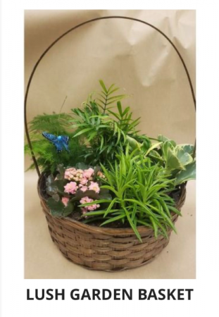 Lush garden basket Mixed plants