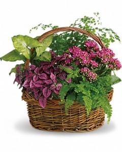 lush garden Garden Basket in Ventura, CA | Mom And Pop Flower Shop lush garden Garden Basket in Ventura, CA | Mom And Pop Flower Shop