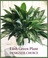 Lush Green Plant Designer Choice