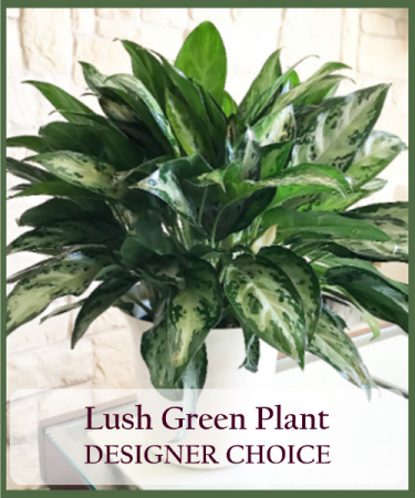 Lush Green Plant  Designer's Choice