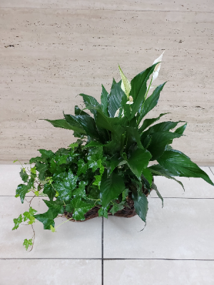 Lush Green Plant  Double Basket