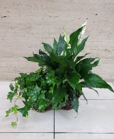 LUSH GREEN PLANT DOUBLE BASKET