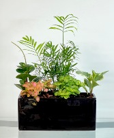 Lush Harmony Dish Garden