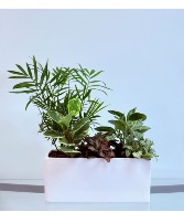 Lush Harmony Dish Garden