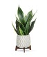 Growing Art Sansevieria Plant plant