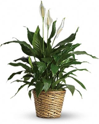 LUSH PEACE LILY  MANY SIZES AND CONTAINERS.
