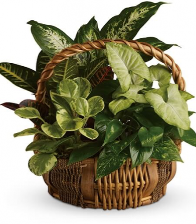 Lush Tropical garden Plant