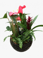 Luxurious anthurium-SOLD OUT Tropical dish garden 