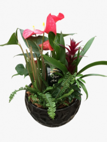 Luxurious anthurium Tropical dish garden 