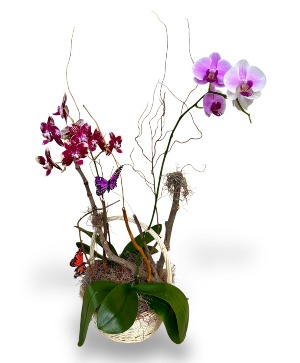 Luxurious Orchid  Orchid Plant 