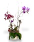 Purchase this funeral home arrangement