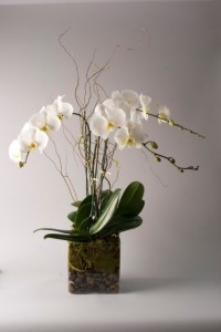 Luxurious Orchid Plant