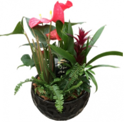 Luxury Mix 1 plant
