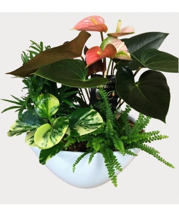 White Anthurium Planter House Plant in Newmarket, ON | FLOWERS 'N THINGS FLOWER & GIFT SHOP