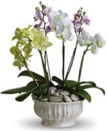 luxury orchids 
