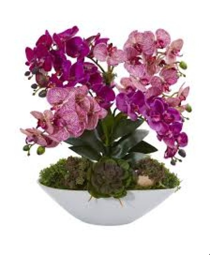 Luxury Orchids & Succulent Garden 