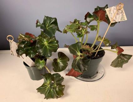 Lynette's Lovelies ~ Whirley Twirly Begonia Plant in Hardwick, VT - THE ...