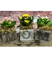 M. O. M 